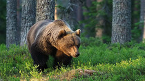 Медведь в лесу.