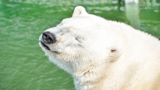 Цвет меха у белого медведя