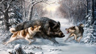 Как охотничья собака должна вести поиск зверя