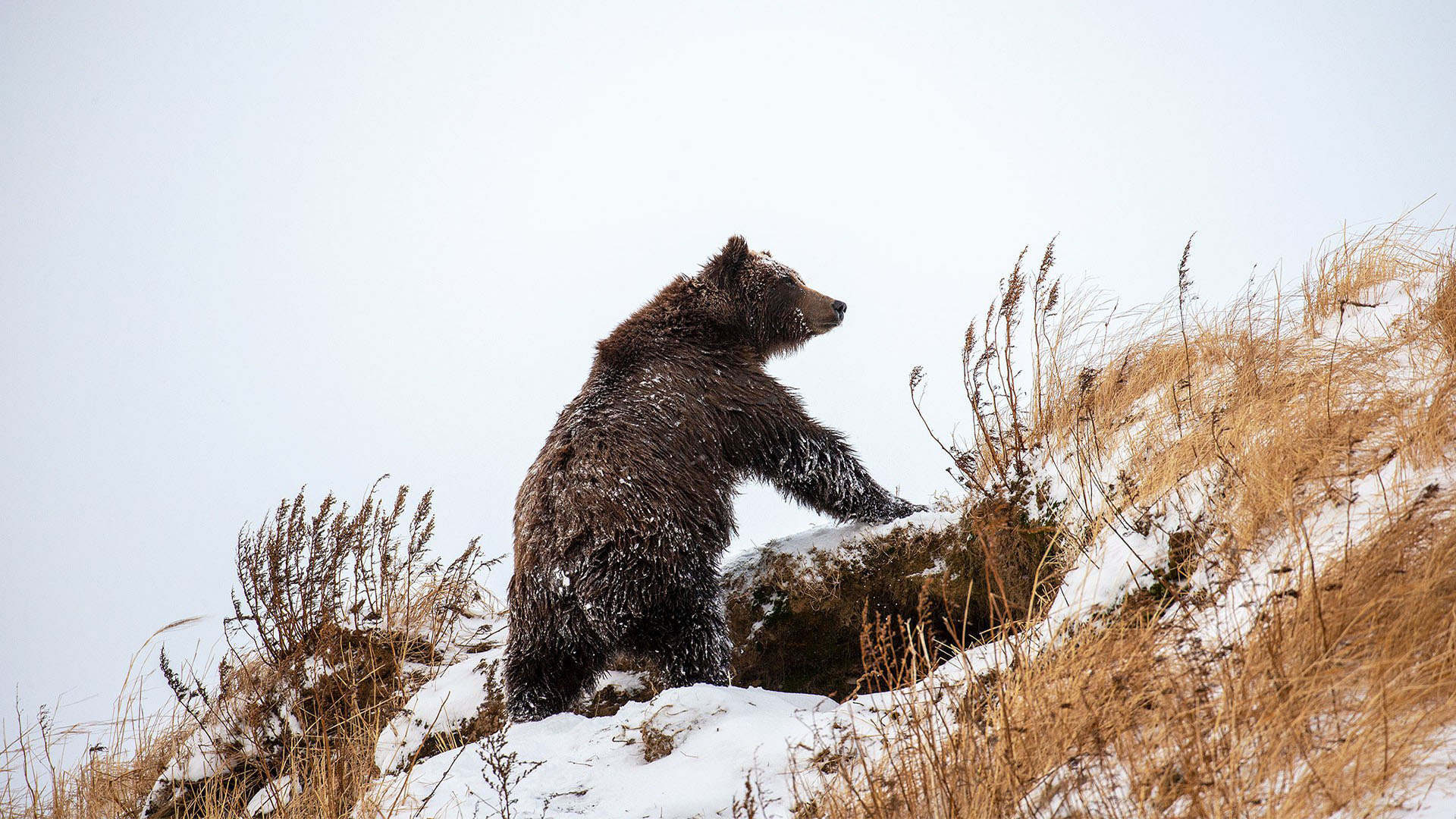 Когда просыпается медведь весной. Бурый медведь в берлоге. Медвежья Берлога. Медведь Гризли в берлоге. Бурый медведь в спячке.