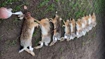 Потравили зайцев в Ростовской области