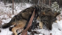 Охота на волков в Бурятии