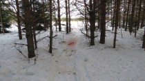 В лесу на снегу виднеется пятно крови