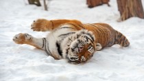Тигры выходят к населенным пунктам в Хабаровском крае