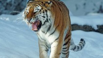 В зимний период тигры все чаще появляются у населенных пунктов Хабаров