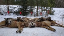 Охота на волков в Нижегородской области.