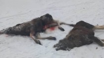 Убитые браконьерами пара лосей