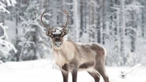 Незаконная охота на оленей в Якутии