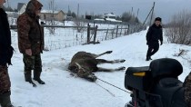 Незаконная охота на лося в московской области.