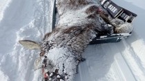 Убийство двух лосей в Башкирии.