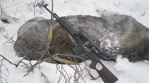 Незаконная охота на лося в Нижегородской области.
