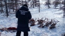 Убийство 26 северных оленей.