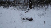 Незаконная охота на лосей в Ярославской области.
