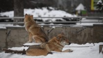 Регулирование численности волка в Томской области.