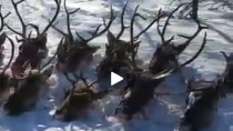 Краснокнижные олени убиты на Сахалине.
