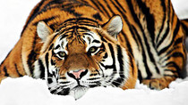 Амурский тигр зимой.