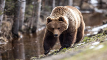 В Томске ликвидировали медведя.