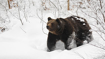 Убит медведь-шатун в Васюгане.