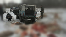 Задержание браконьеров в Алтайском крае.