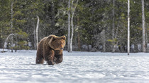 Медведь зимой.