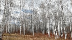 Участок леса поросший березняком