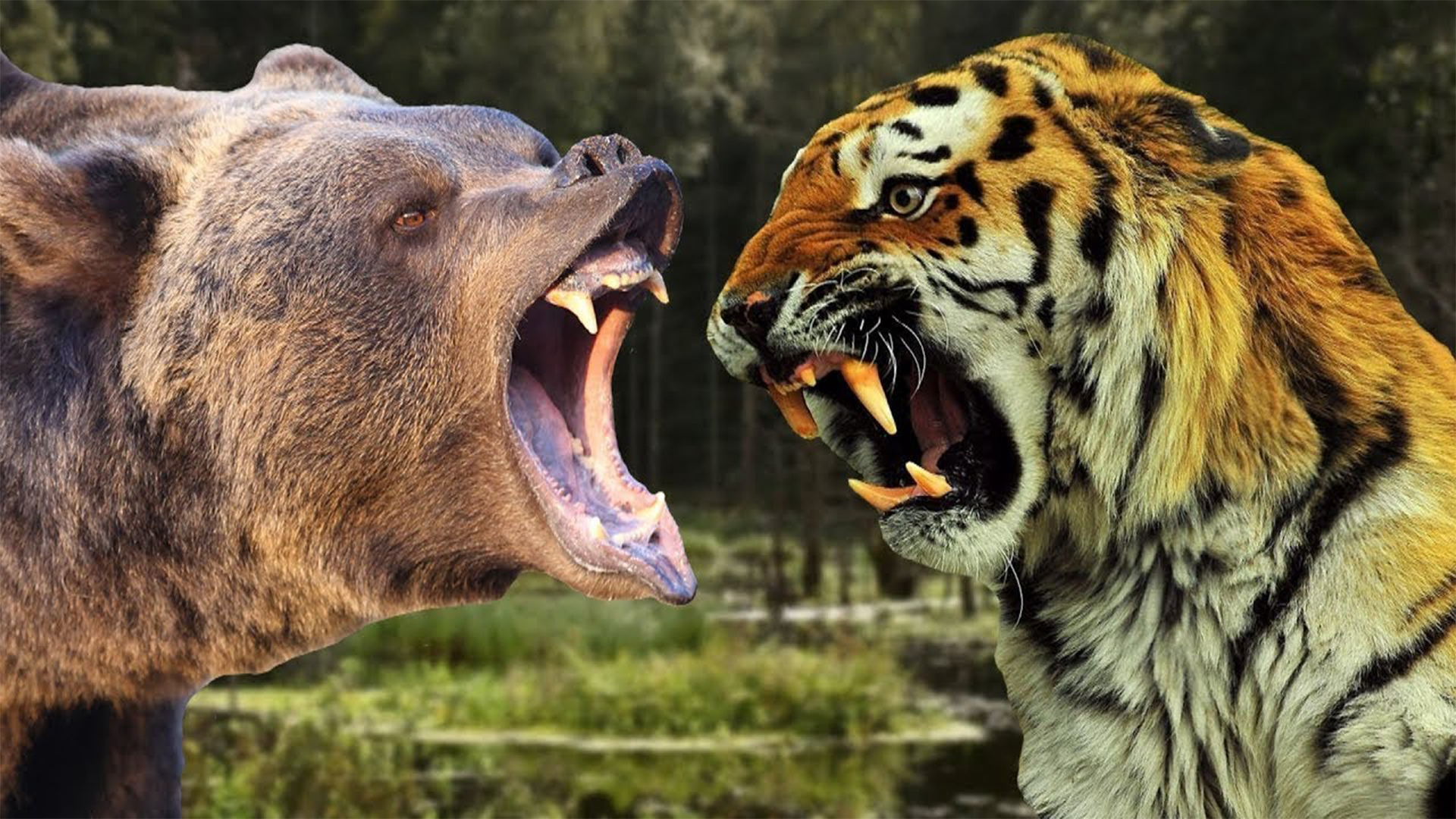 Медведь силен и. Медведь Гризли против тигра. Уссурийский медведь против тигра. Медведь Гризли против Льва. Бурый медведь против тигра.