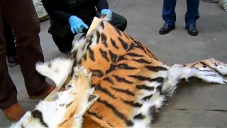 Уничтожение Амурского тигра.