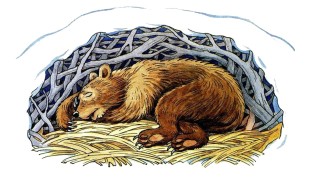 Берлоги устраиваемые медведем для спячки