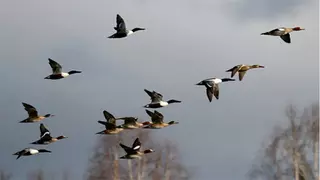 Осенняя охота на уток Стая уток.