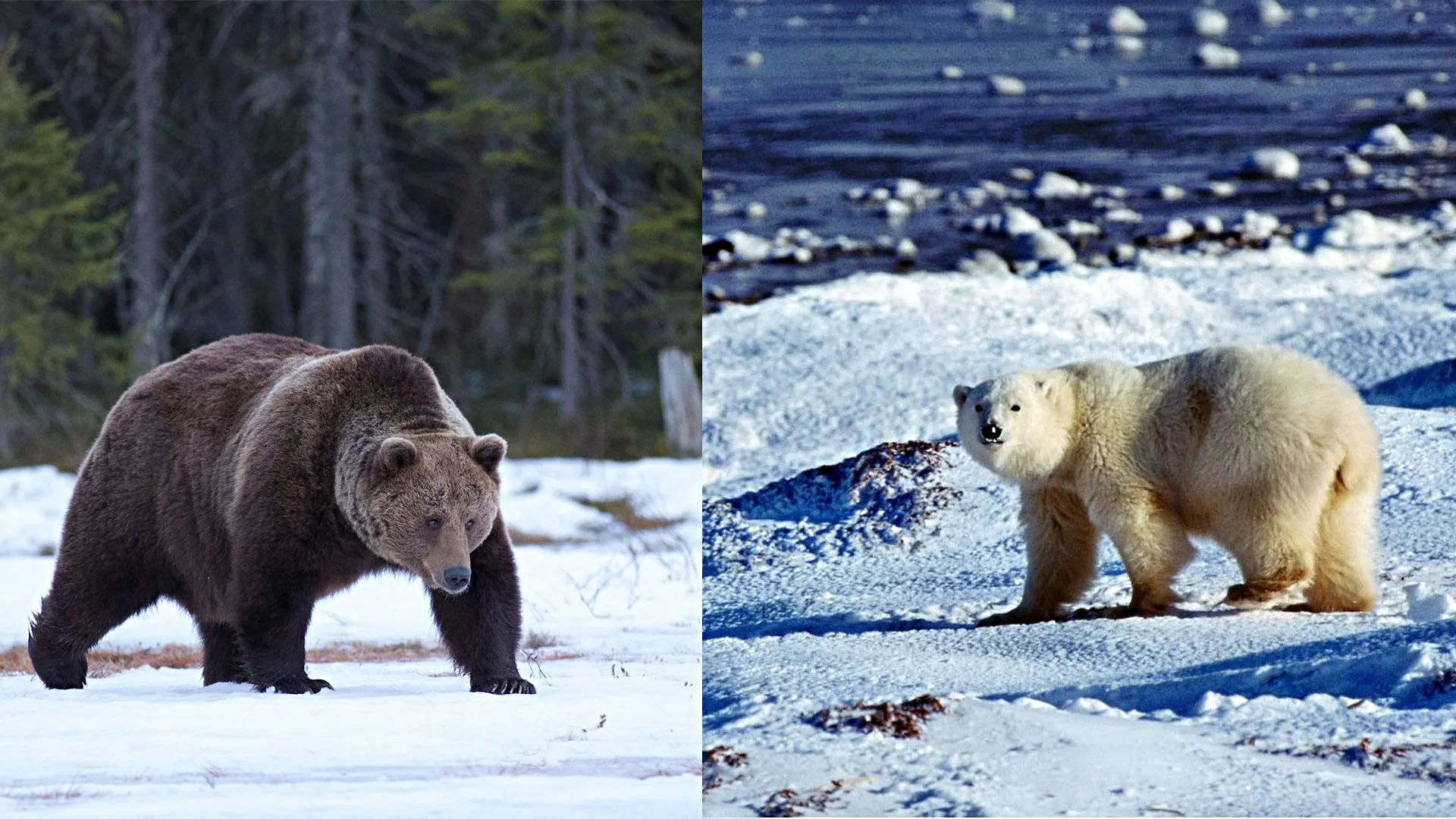 Бурый и белый медведь: отличие и сходство