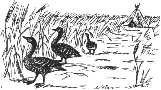 Рисунок гусей на пшеничном поле
